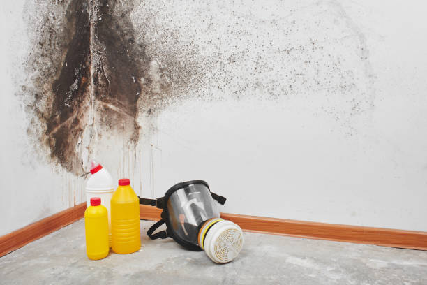 Best Fast Mold Removal  in Biltmore Forest, NC
