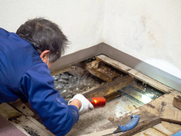 Best Attic Mold Removal  in Biltmore Forest, NC
