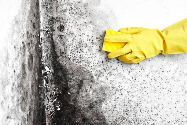 Best Residential Mold Removal  in Biltmore Forest, NC