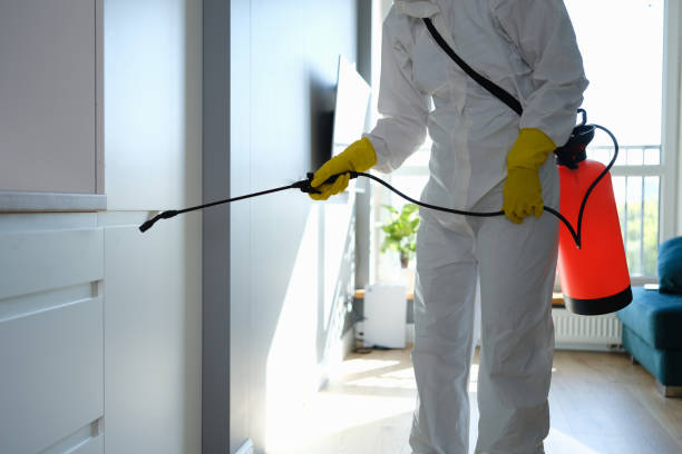 Reliable Biltmore Forest, NC Mold Removal Solutions
