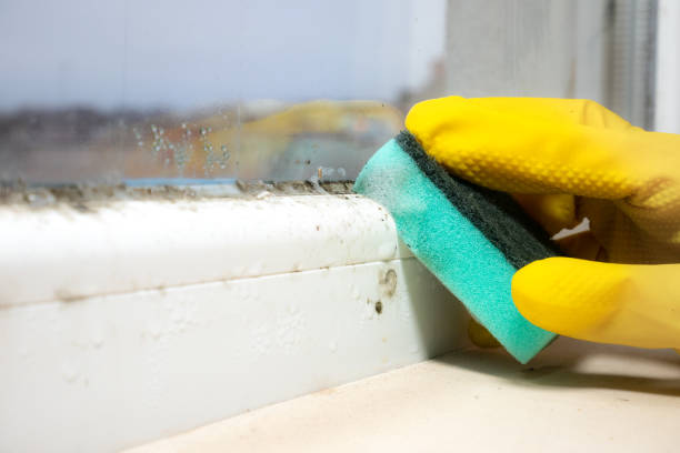 Best Professional Mold Removal  in Biltmore Forest, NC