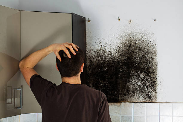 Best Professional Mold Removal  in Biltmore Forest, NC