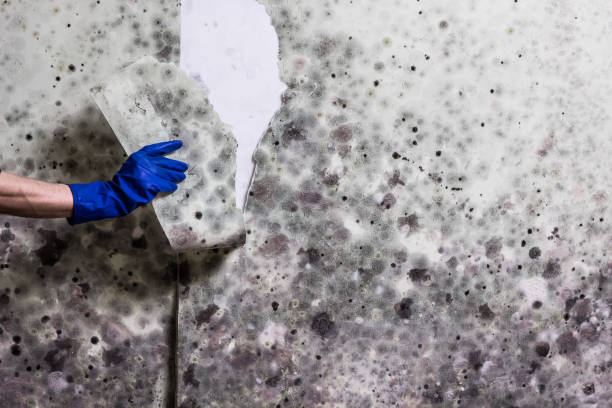 Best Mold Remediation  in Biltmore Forest, NC